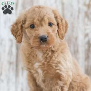 Jasmine, Mini Goldendoodle Puppy
